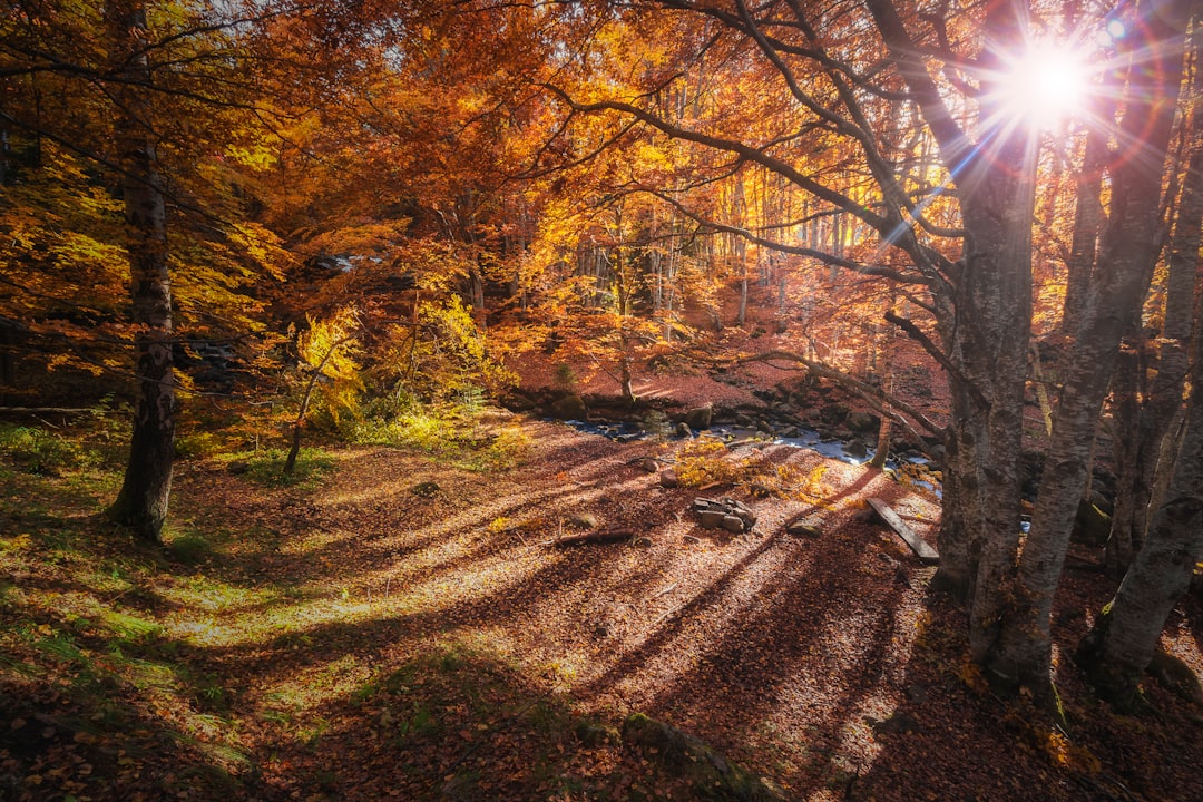 travelers stories about Natural landscape in Vitosha, Bulgaria