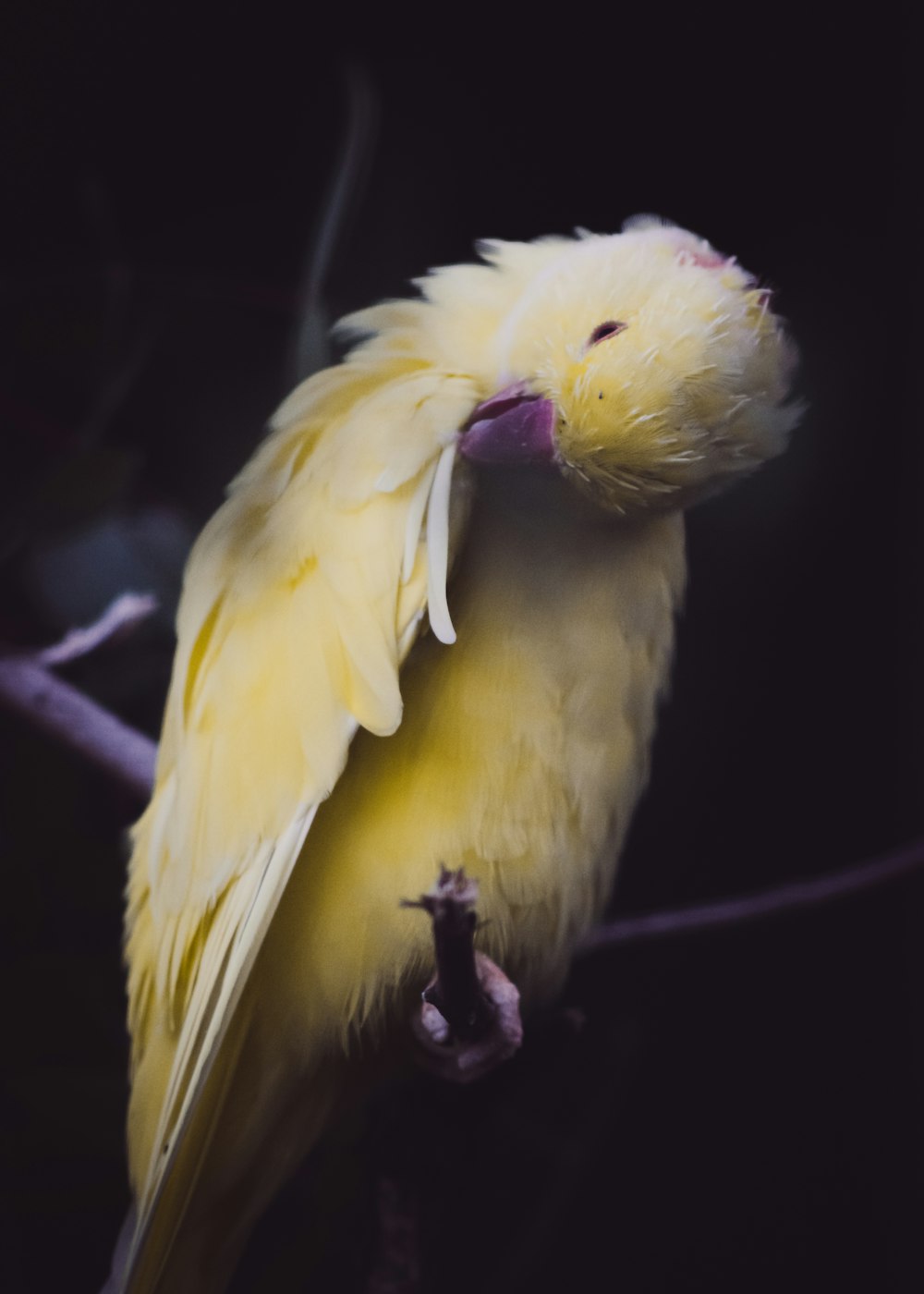 oiseau jaune à bec court