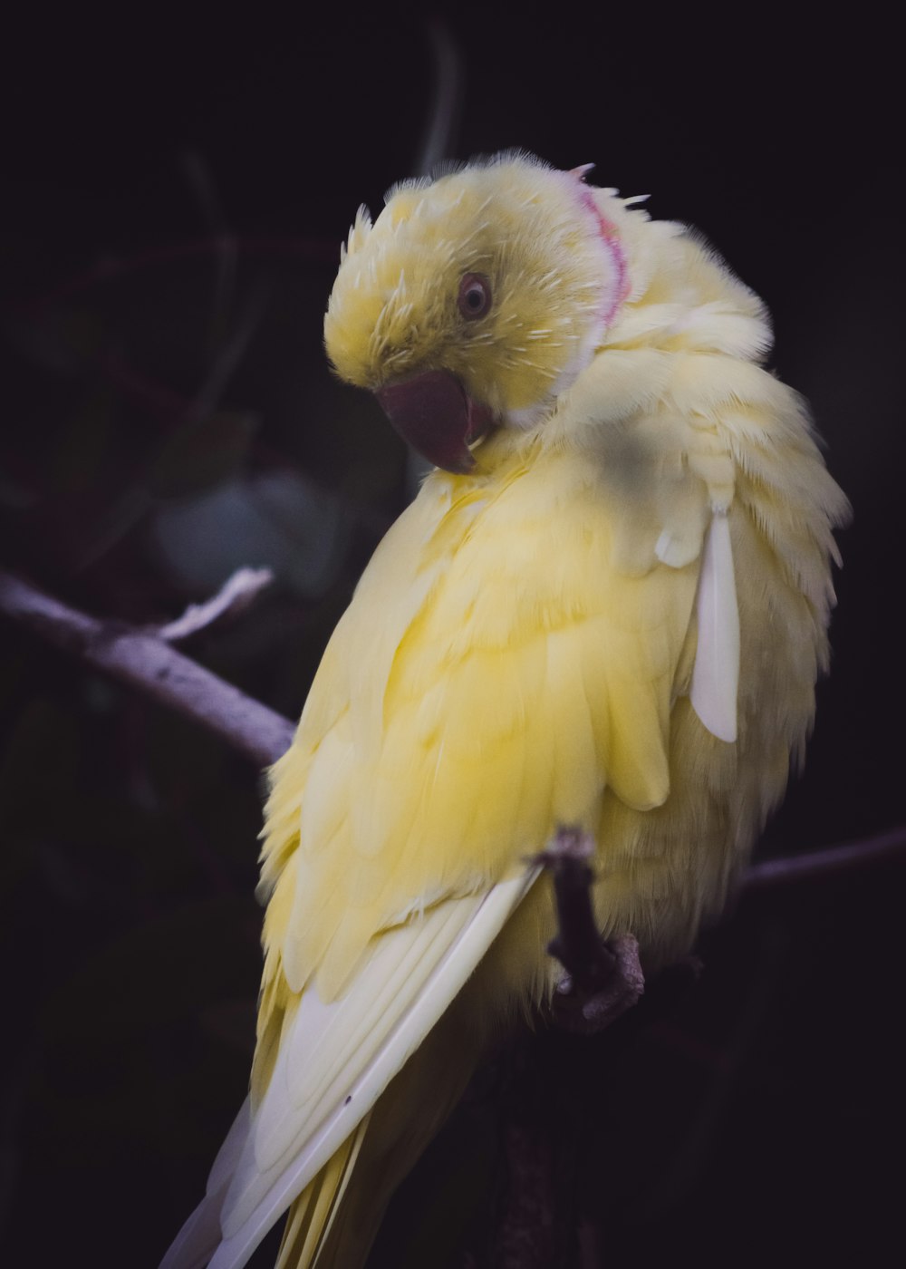 yellow bird on tree branch