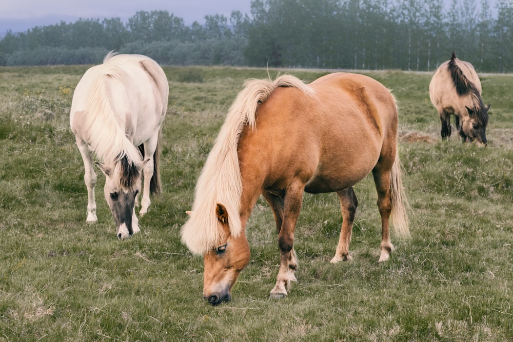 three brown and white horses on green grass field at daytime