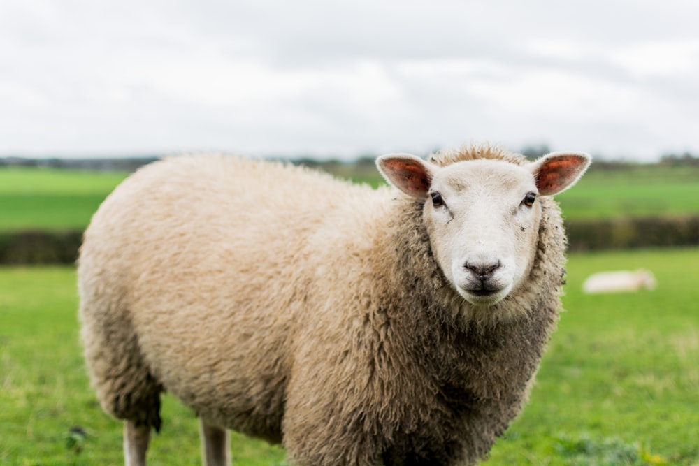 close up photography of sheep in grass field
