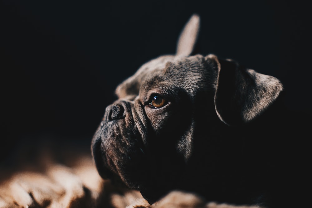 short-coated black dog in macro photography