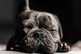 Close-up of a lilac French Bulldog puppy with bright eyes resting on a soft blanket.