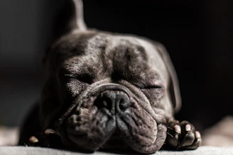 A serene portrait of a French Bulldog puppy resting peacefully by a window with soft natural light highlighting its features.