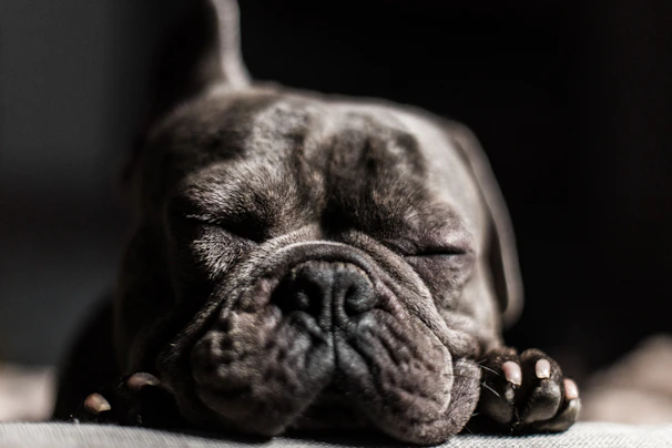 Close-up of a lilac French Bulldog puppy with bright curious eyes resting on a soft blanket.