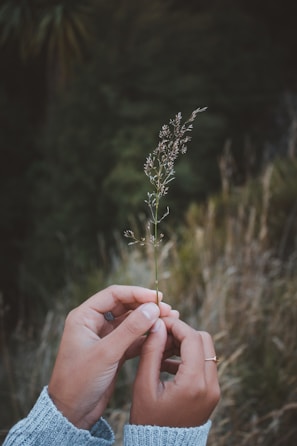 une personne tenant un brin d'herbe