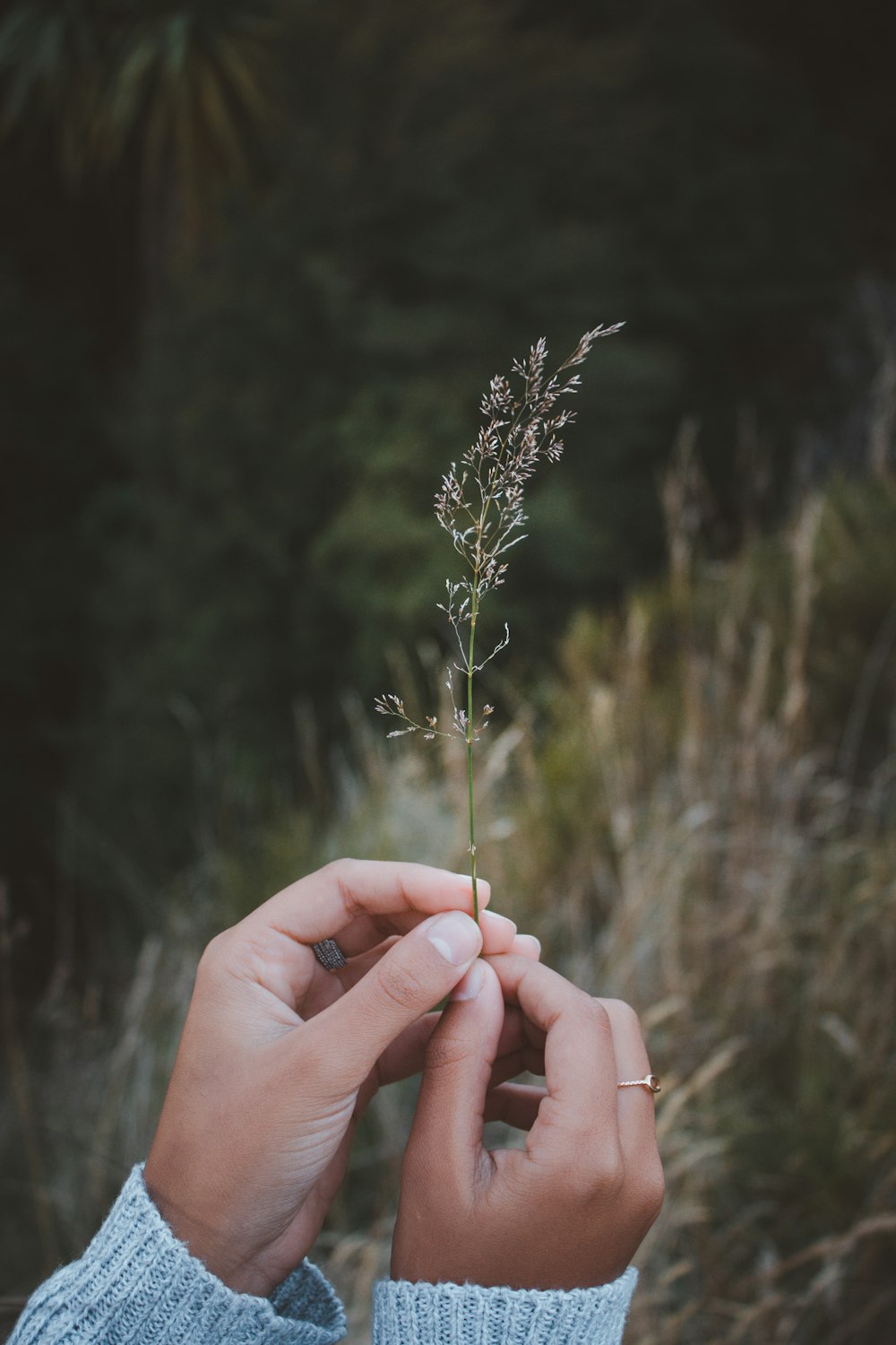 Person mit weißer Blume in der Tilt-Shift-Fotografie