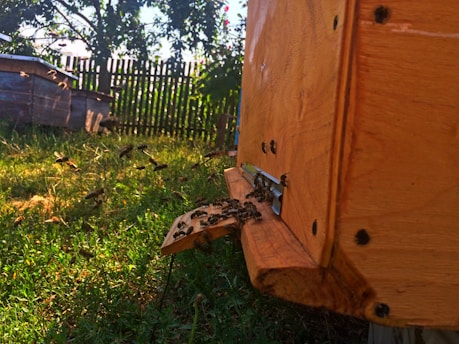 A close-up view of a beehive with several bees actively flying around and gathering at the entrance. The wooden structure of the hive is visible, along with grassy surroundings and some garden elements like trees and a wooden fence in the background.