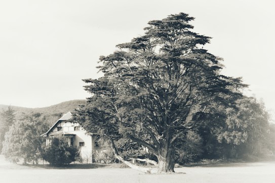 A large tree with sprawling branches stands prominently in the foreground, surrounded by lush greenery. Behind the tree is a quaint, rustic house with a peaked roof, partially obscured by the foliage. The scene is set against a backdrop of softly rolling hills and appears to be captured in muted, monochromatic tones.