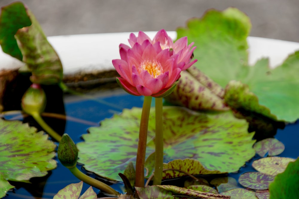 close up photography of pink water lily flowers in bloom