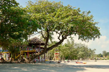 house near trees