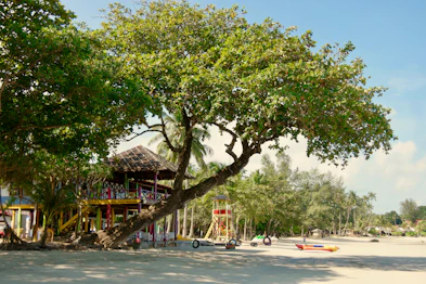 house near trees