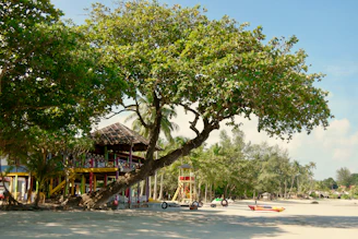 house near trees
