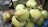 A cluster of fresh green coconuts is placed on a rustic wooden surface with a cutting tool nearby. The coconuts have a natural texture and show some marks and imperfections on their surface. In the background, there are elements of a natural setting like wooden boards and greenery.