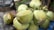 A cluster of fresh green coconuts is placed on a rustic wooden surface with a cutting tool nearby. The coconuts have a natural texture and show some marks and imperfections on their surface. In the background, there are elements of a natural setting like wooden boards and greenery.