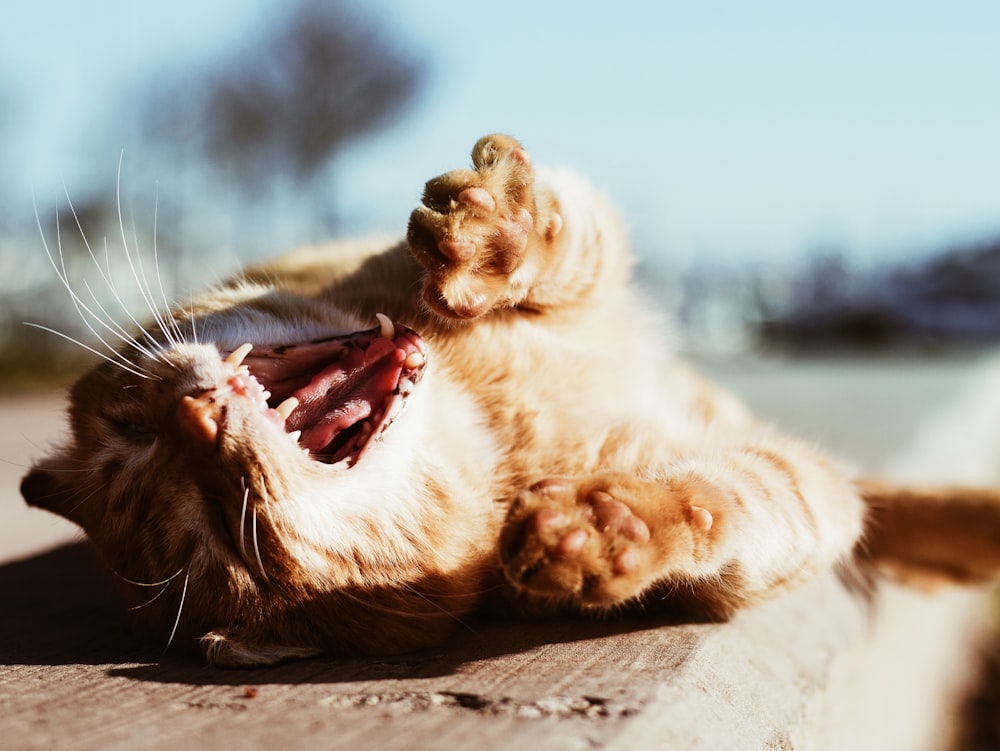 yawning orange tabby cat on brown wooden tabletop