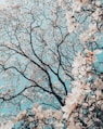sakura tree in bloom