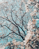 sakura tree in bloom