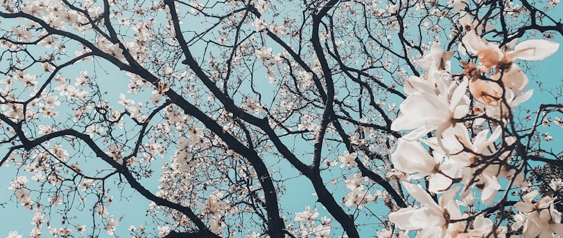 sakura tree in bloom
