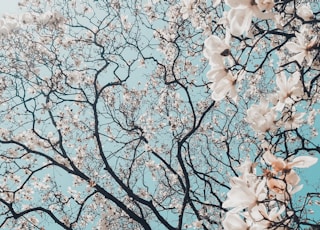 sakura tree in bloom