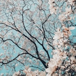 sakura tree in bloom