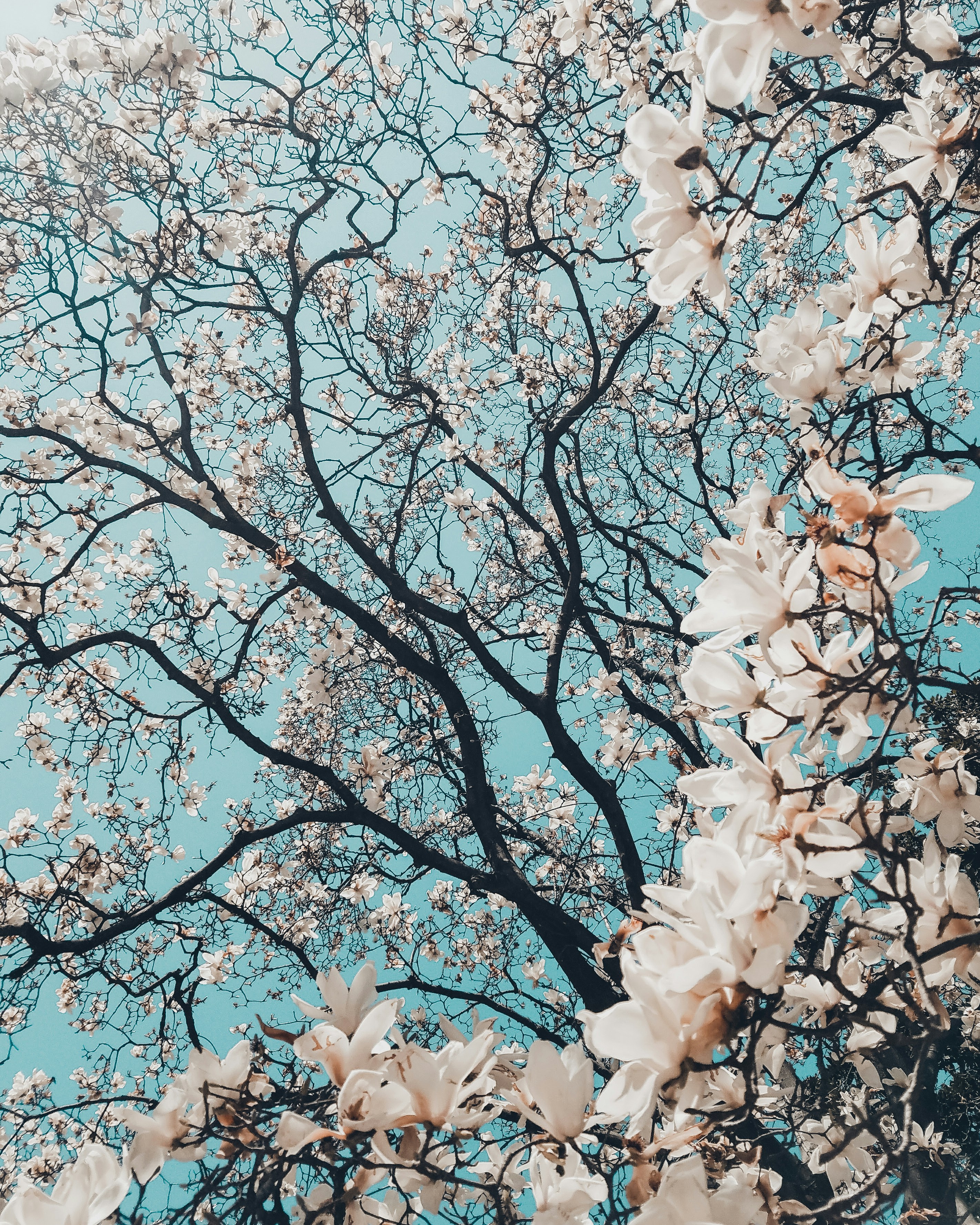 Cherry Blossom Wallpapers Free Hd Download 500 Hq Unsplash