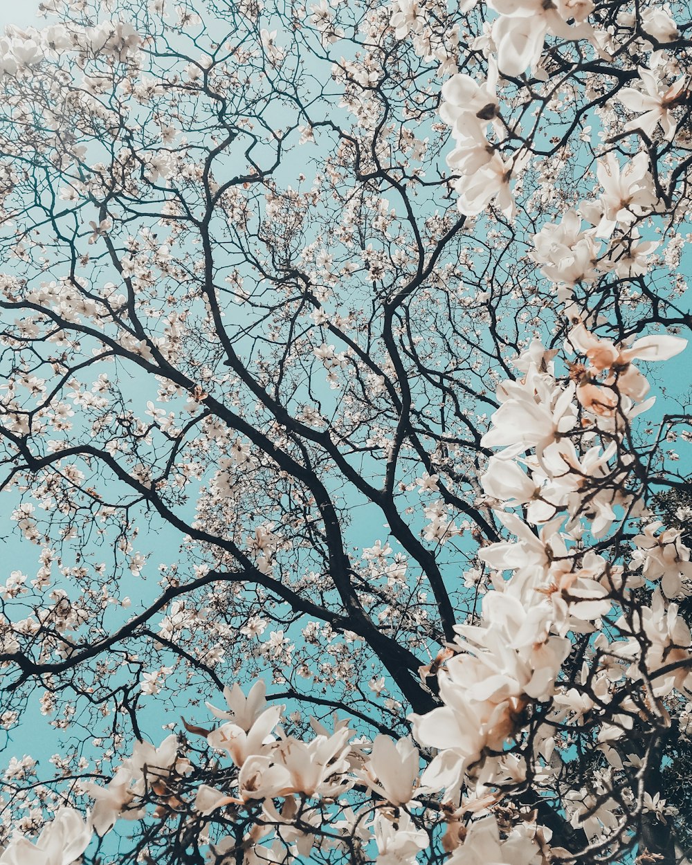 꽃이 만발한 벚꽃 나무