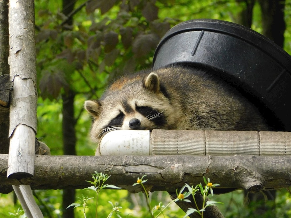 raccoon lying on tree branch with black bucket on its back