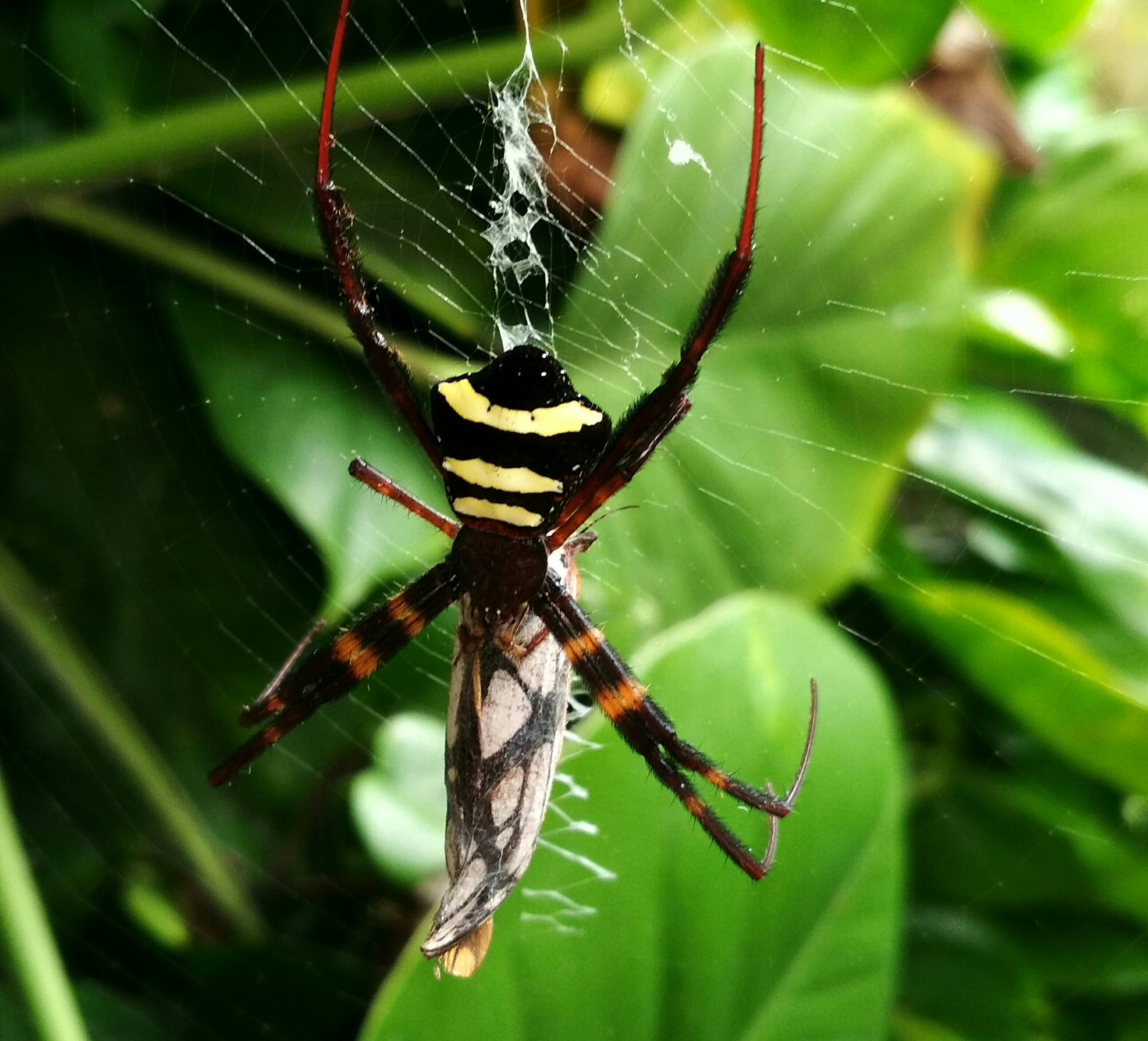 Clases de Arañas del Mundo: Una Guía Completa