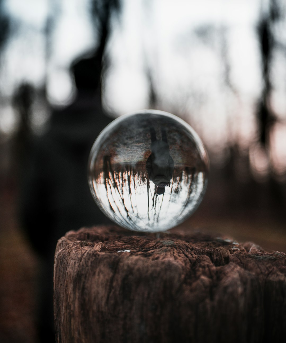 clear glass ball on brown wooden log