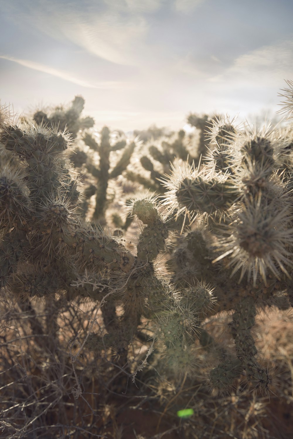 Enfoque selectivo de cactus verdes durante la hora dorada