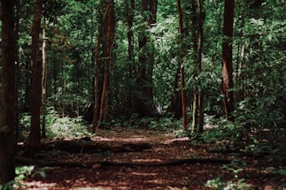 landscape photography of woods