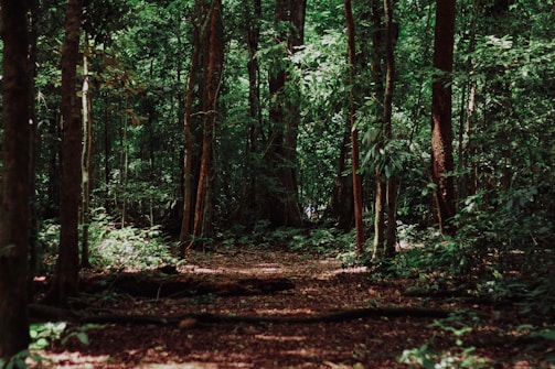 landscape photography of woods