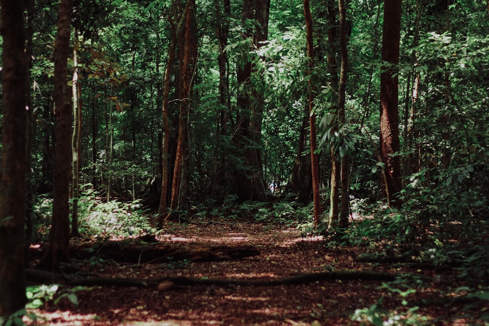 landscape photography of woods