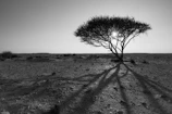 A lone mesquite tree casting a shadow on cracked earth in midday light.