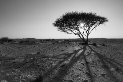 A lone mesquite tree casting a shadow on cracked earth in midday light.