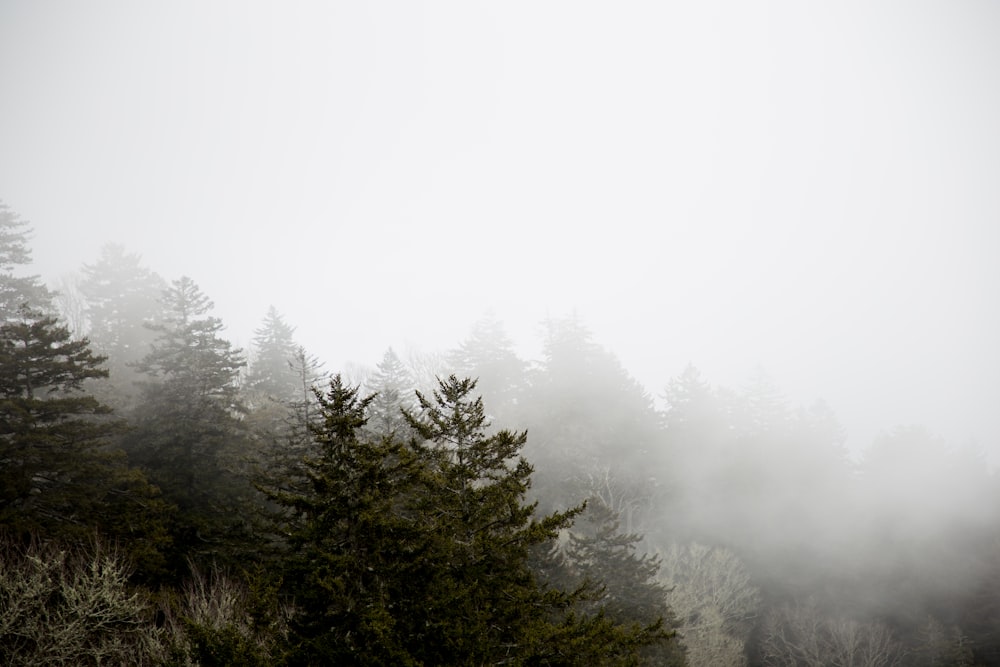 green trees covering fog during daytime