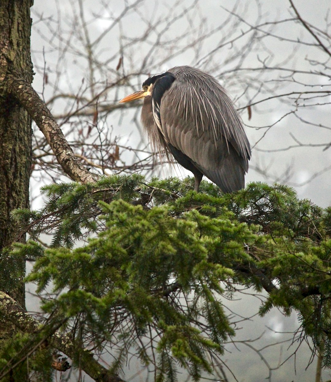 Wildlife photo spot Vancouver Ladner