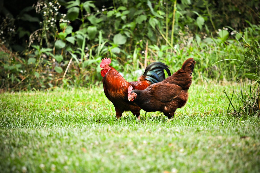 rooster and hen on grass field