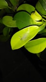 A close-up of a student examining plant leaves during an outdoor agricultural training session.