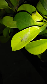 Close-up of a plant leaf with digital overlays showing diagnostic data.