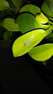 Close-up of a hand spraying insecticide on a green plant leaf.