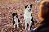 A Dalmatian sitting proudly next to a small child in a park during autumn.