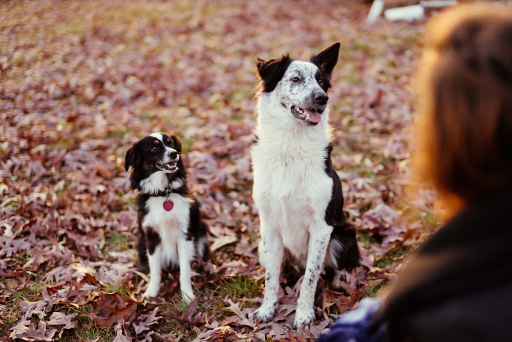 short-coated white and black dogs sitting on grass field