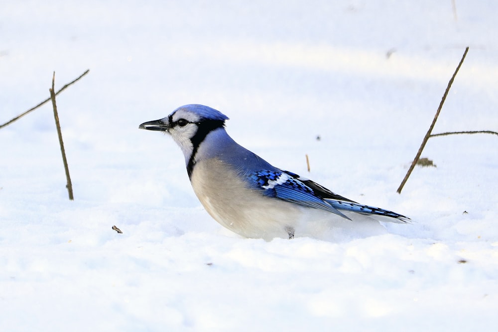 Blue Jays bird on white snow