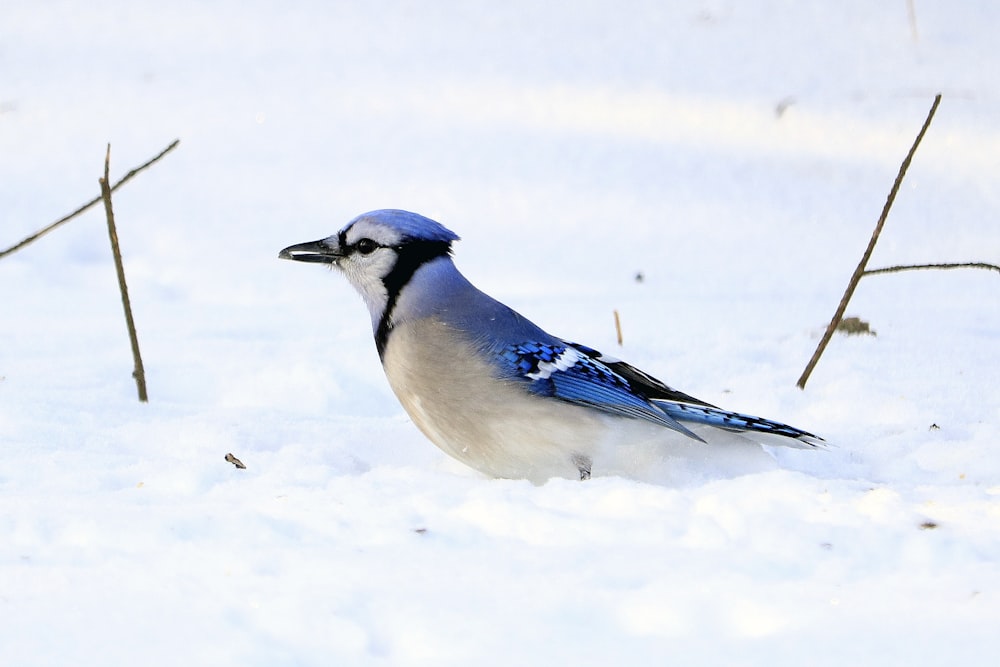 Uccello blu delle ghiandaie sulla neve bianca