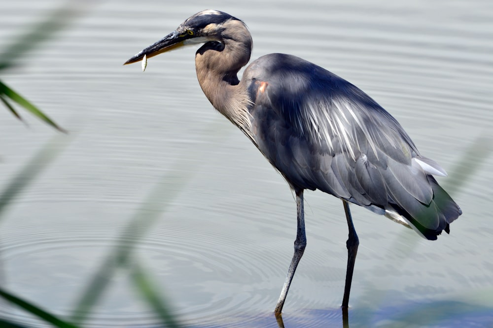 crane with fish in beak standing in water