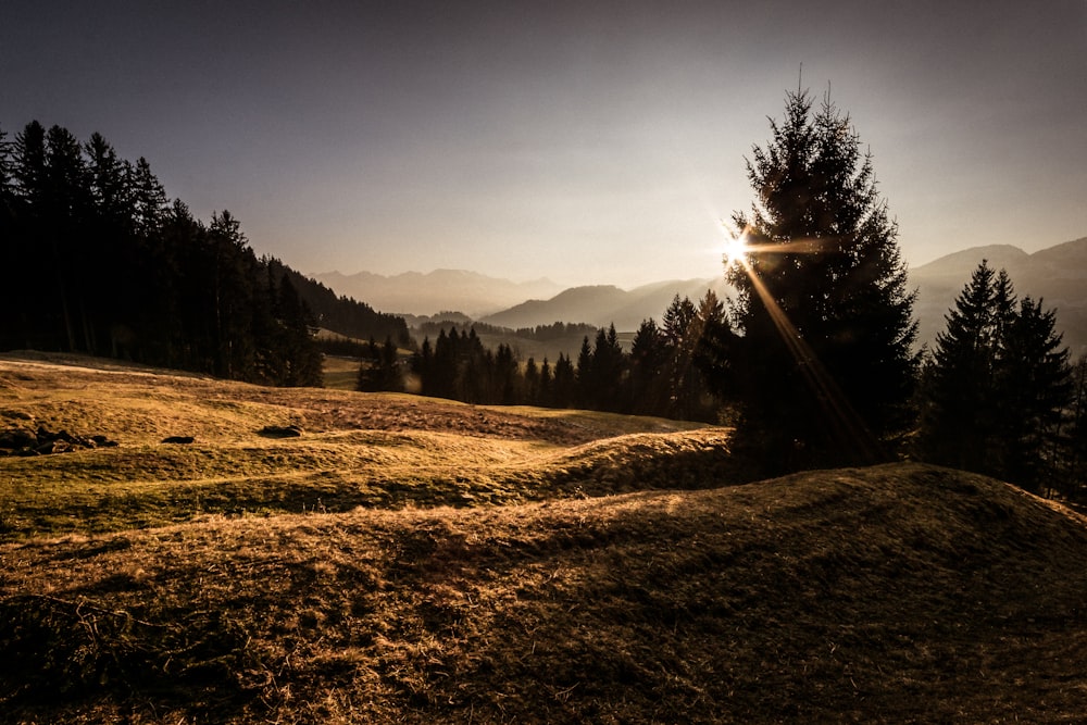 golden hour photography of grass field