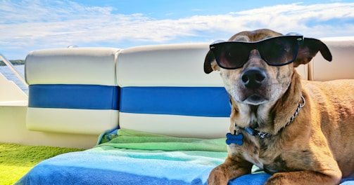 brown dog wearing sunglasses on blue textile