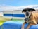 brown dog wearing sunglasses on blue textile